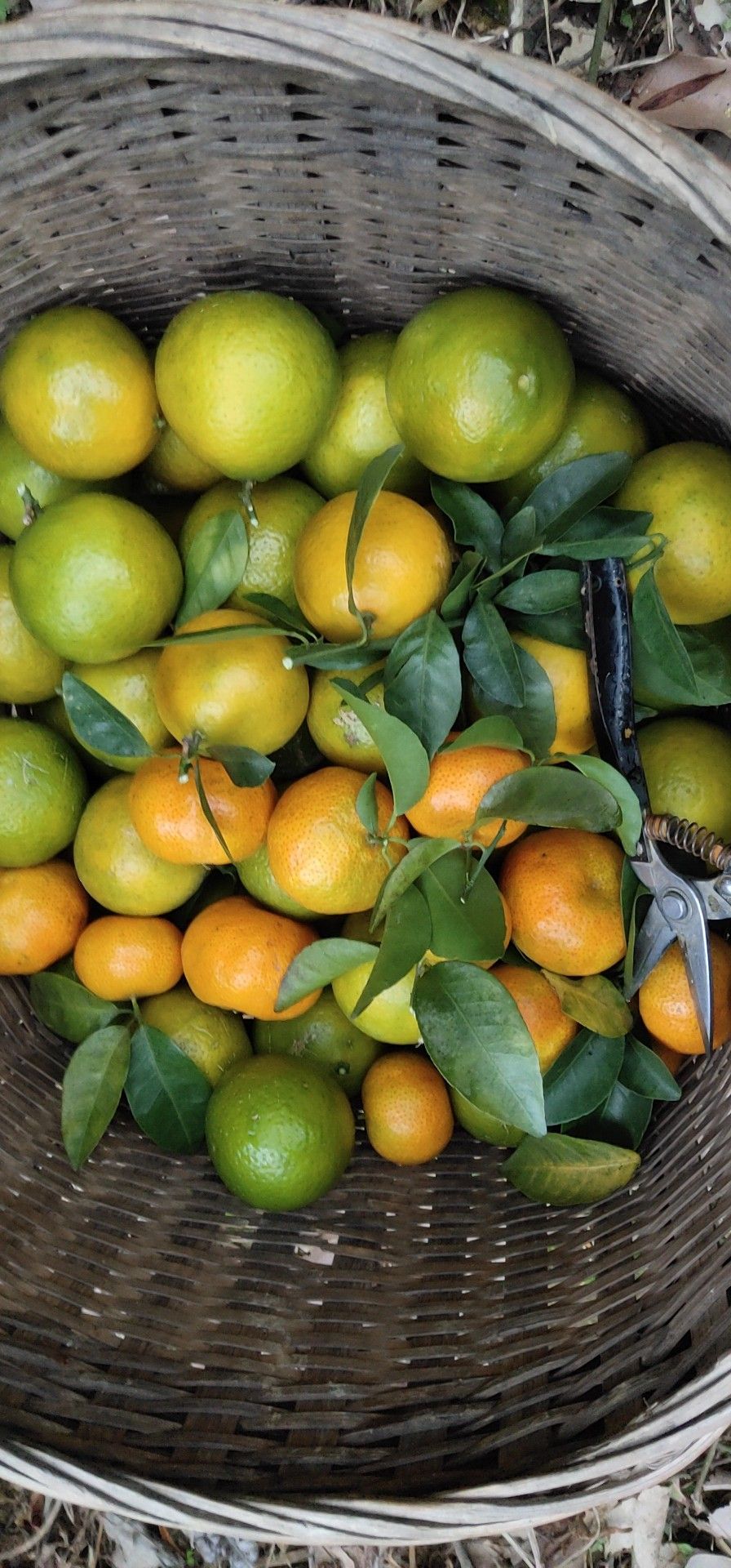 贡桔 贡金，黄帝金开始上市了，沙糖桔准备上市