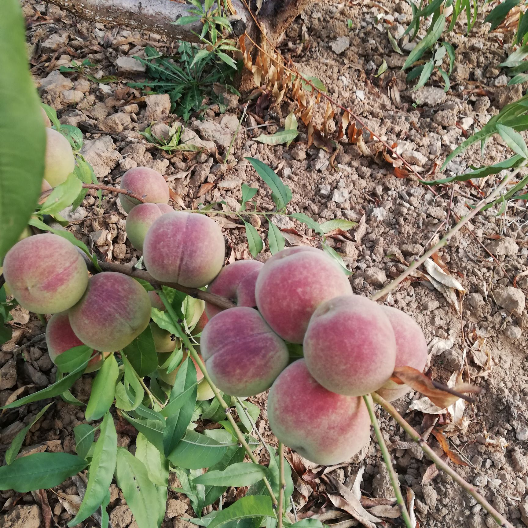 毛桃   桃  冬桃  山东蜜桃  青州冬雪蜜桃一件代发