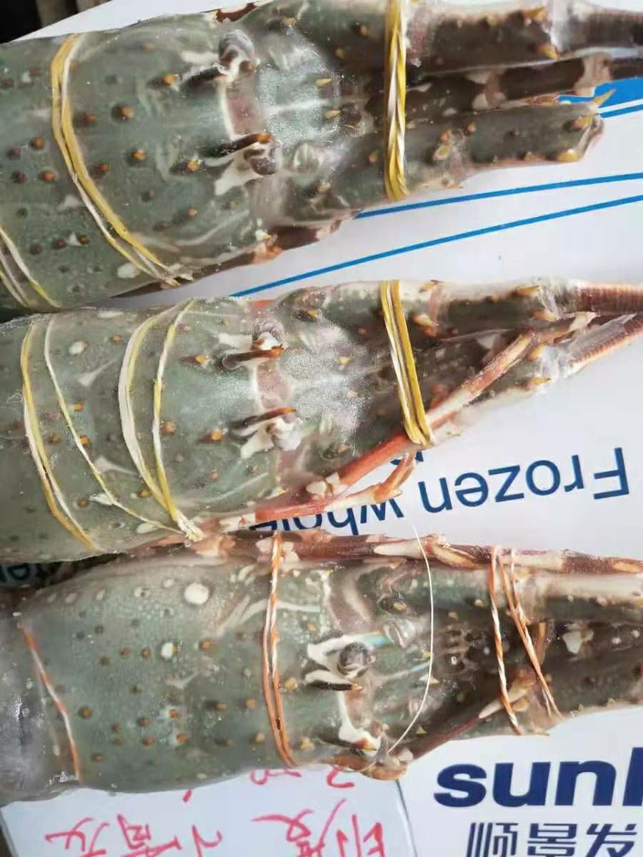 小青龙虾 印度小青龙，现货发售