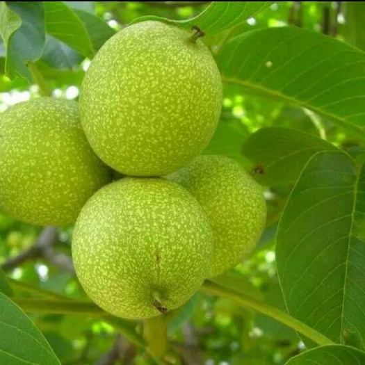 平邑县纸皮核桃苗 薄皮核桃树苗嫁接8518，9518香玲核桃树苗当年结果产量高