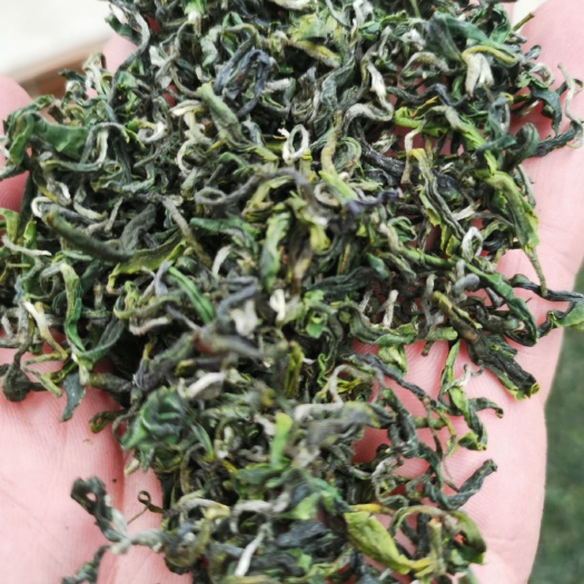 日照 日照绿茶寒露茶