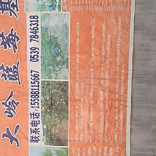 莒南县 基地直供优良品种蓝莓苗