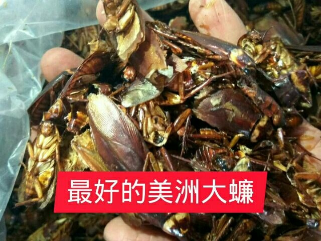 简阳市美洲大蠊  质量保证，包补包换