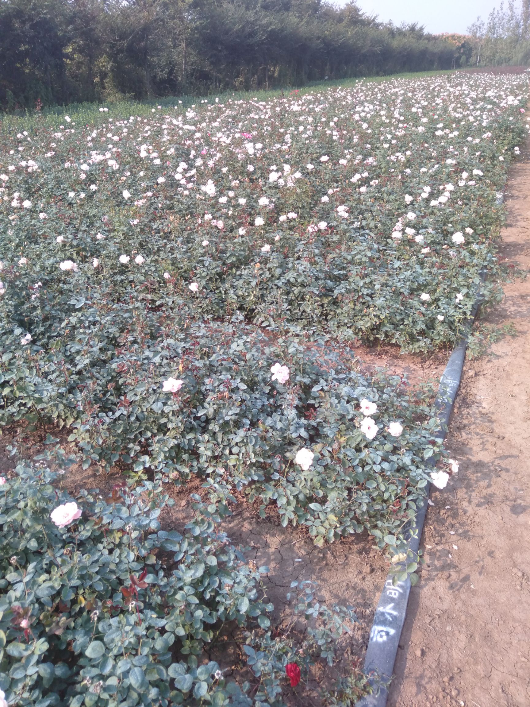  大花月季盆栽花，基地直销。