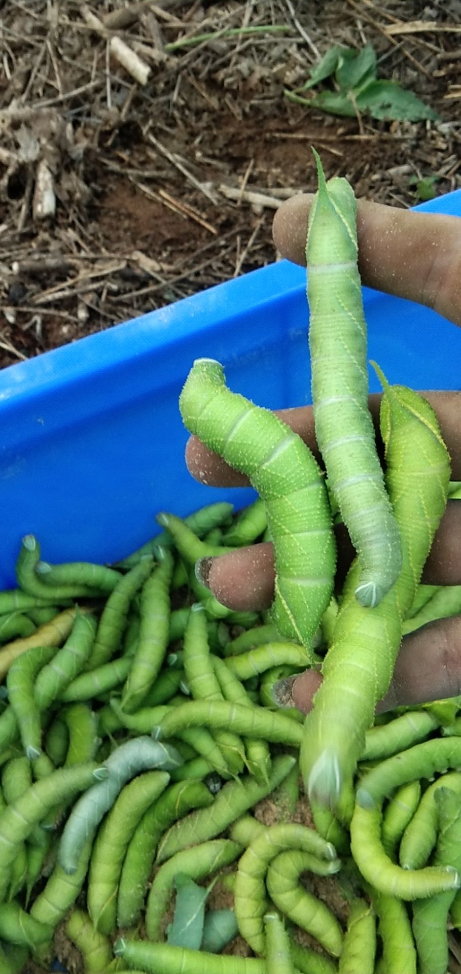 大量出售豆虫,需要的朋友联系