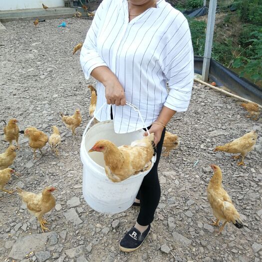 太湖县 正宗纯生态散养土鸡