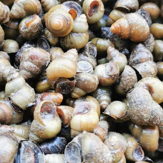 沭阳县螺蛳 薄壳石螺 常年供应 食用螺 饲料螺 规格齐全 大量有
