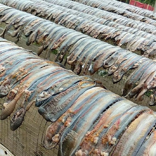 虞城县 地龙干大货十吨