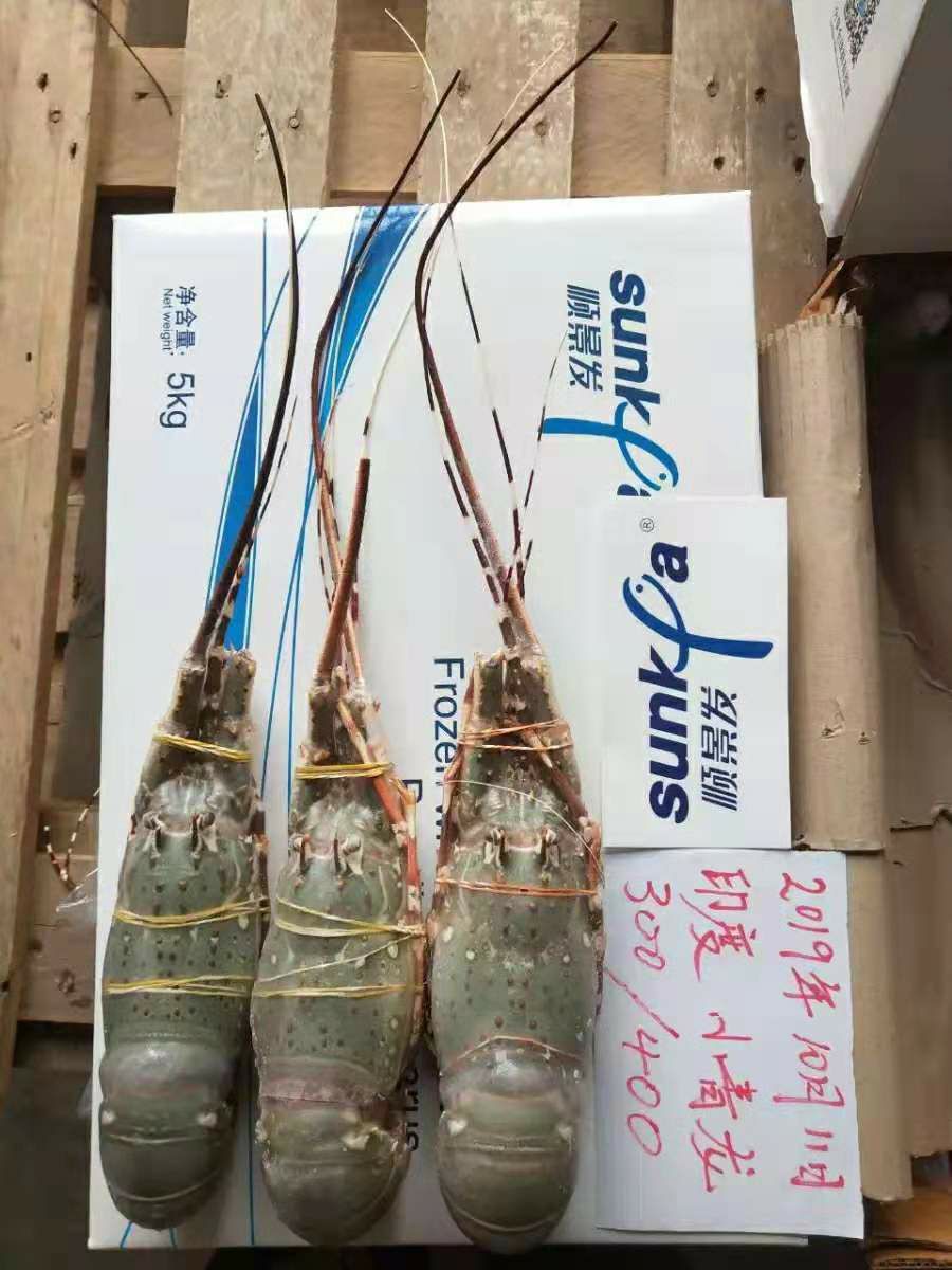 小青龙虾 印度小青龙，现货发售