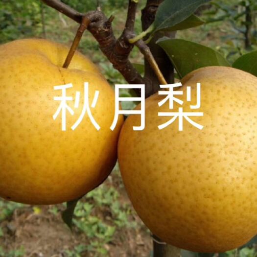 泰安秋月梨树苗 秋月梨