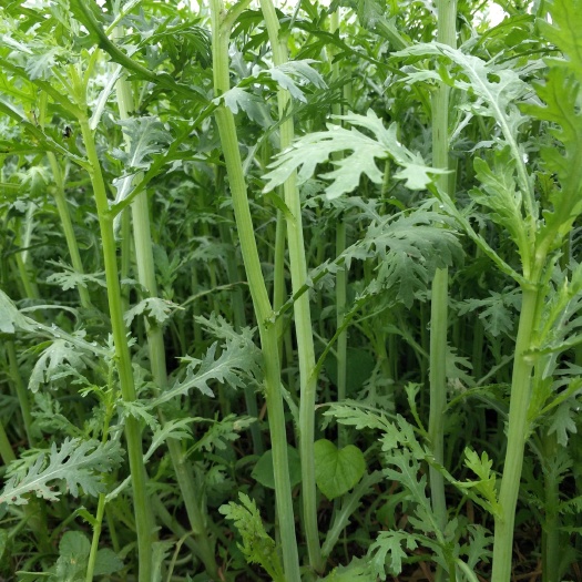 泗县 批发优质茼蒿菜