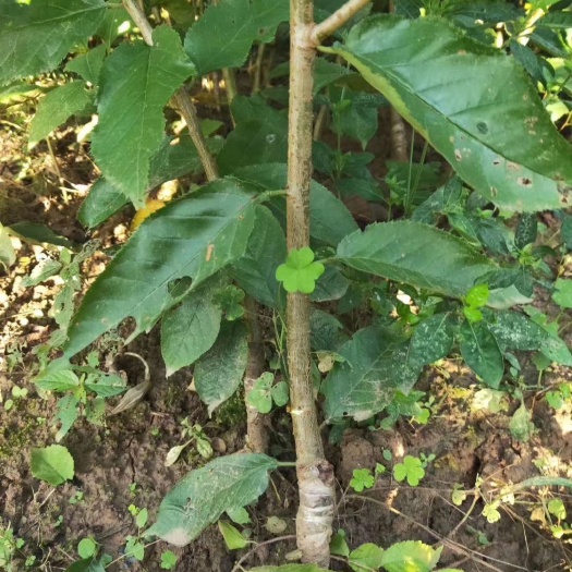 苍溪县 毛樱桃苗