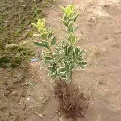 沭阳县 金边黄杨 庭院绿化苗木 树苗花园植物四季常园林绿化小叶黄杨