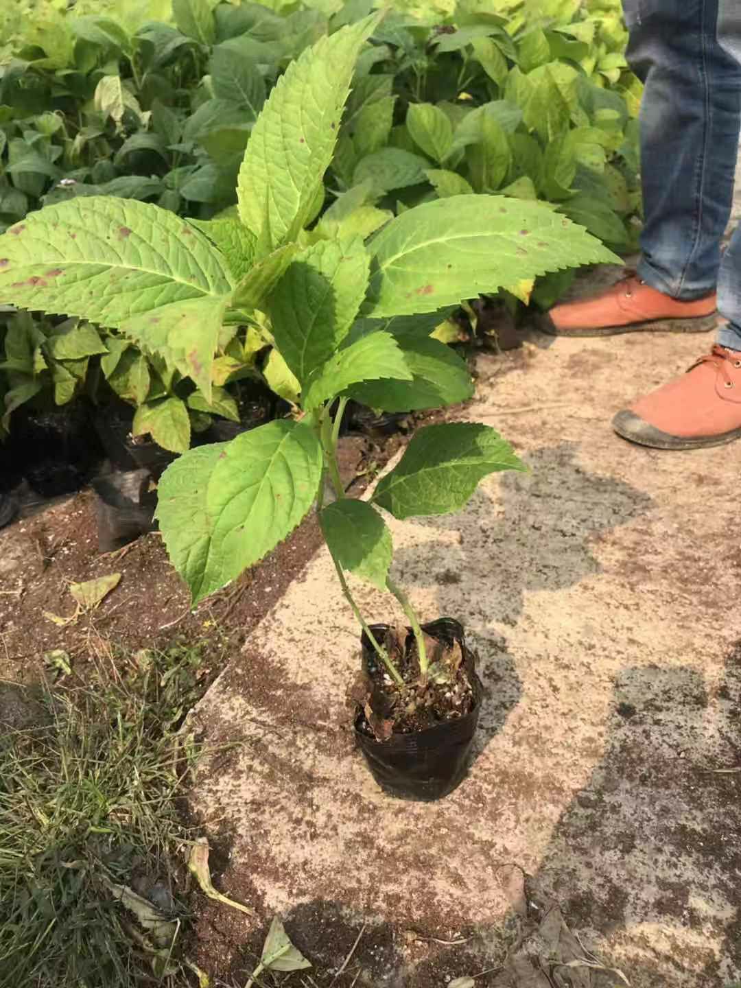 大八仙花   四季盆栽花卉耐寒绣球花无尽夏绣球花苗八仙绣球老桩庭院