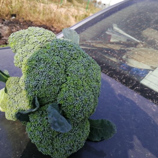  耐寒优秀西兰花