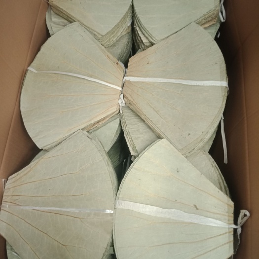 荷叶 微山湖切片