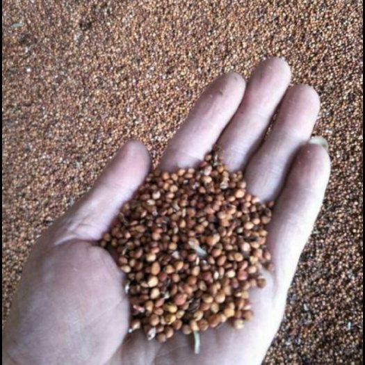 怀远县 高品质正宗红缨子红珍珠高粱茅台酒厂专用高粱合作社自产自销
