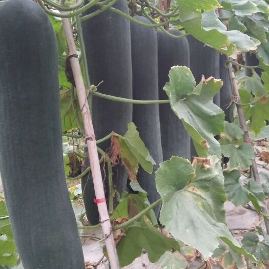 南宁 黑皮冬瓜