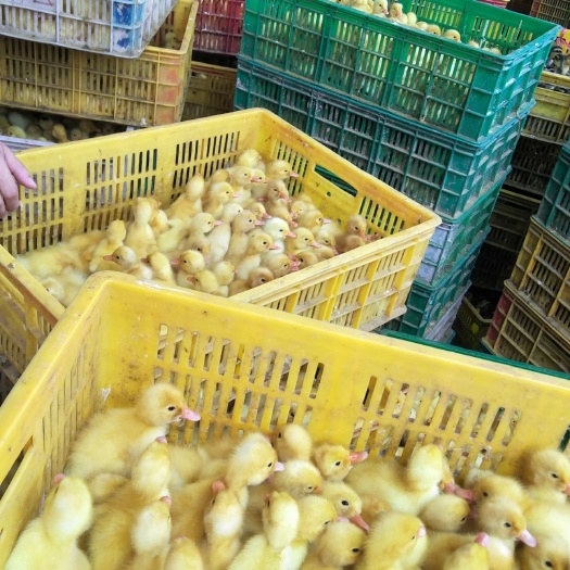 南宁 大种白樱桃谷肉鸭苗