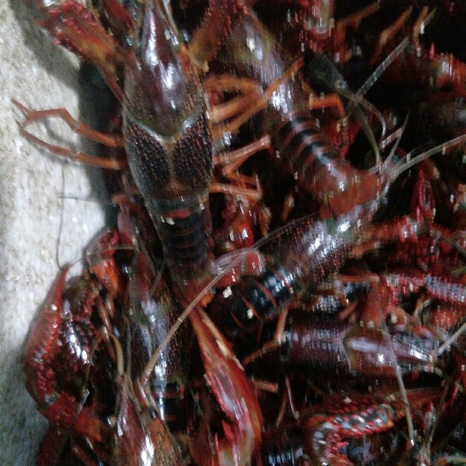 昆明红壳小龙虾 789大红