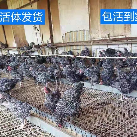 嘉祥县芦花鸡苗 活体包活到家，放心购买，大量现货