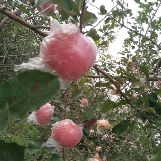 芮城县 芮城苹果，绿色食品，口感脆甜，果味浓香，自家生产。