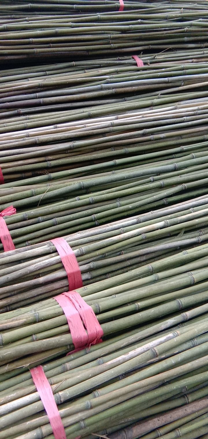 耒阳市供应各类优质菜架竹，竹竿，西红柿竿，菜架竹
