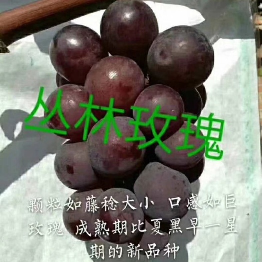 兴城市丛林玫瑰葡萄苗