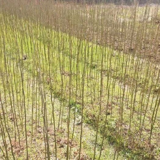 九江1一3年青钱柳苗木 批量供应青钱柳小苗