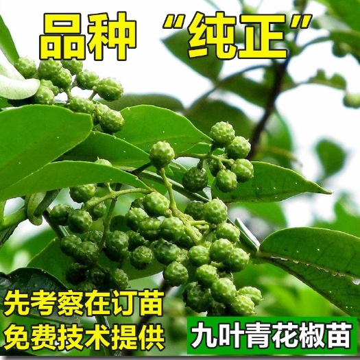 苍溪县 花椒树苗高产无刺大红袍狮子头九叶青四川花椒苗盆栽试种花椒树