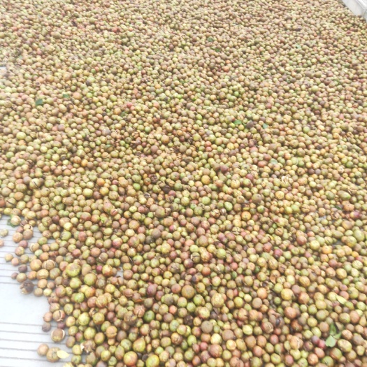 田东县 天然山茶油