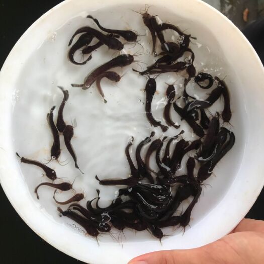 广州 纯正本地塘鲺 鱼苗