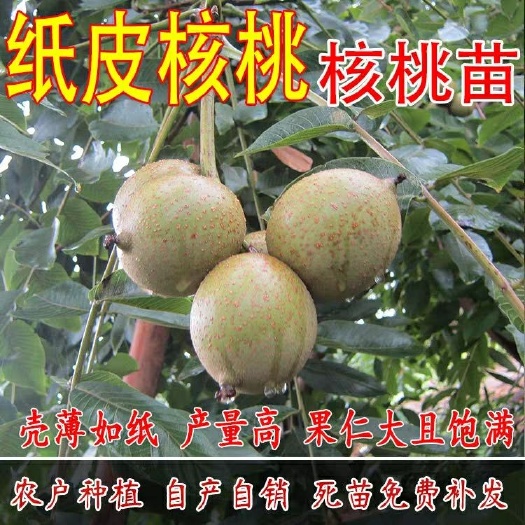 平邑县 纸皮核桃苗，8518,果实成熟自然开裂，基地培育量大从优