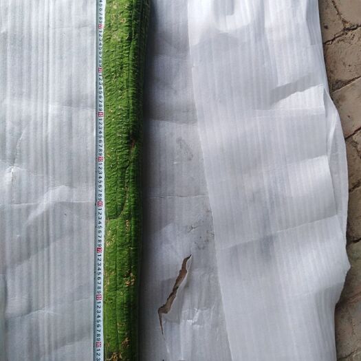 驻马店丝瓜种子 新品种，肉质口感很好，结果多，耐存放。