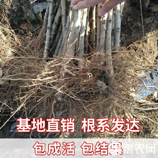  沂蒙霜红2号苗，晚熟品种耐储存，基地培育现挖现发保湿发货