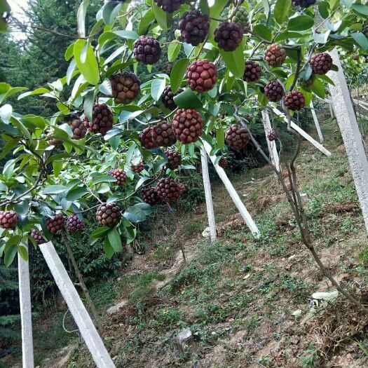 通道县粉红黑老虎苗 黑老虎种苗基地大量批发