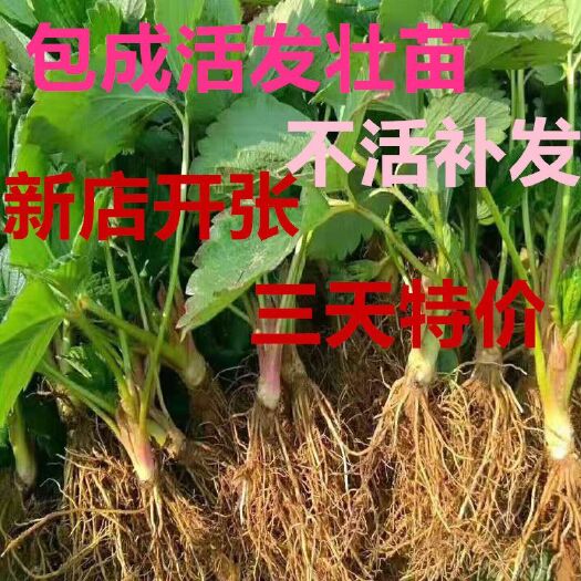 蒙阴县 草莓苗 品种备注