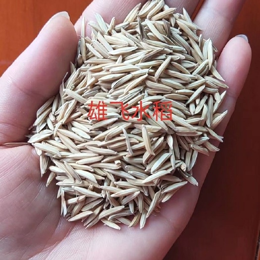 荆州籼稻谷  虾田香稻接近象牙粘