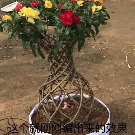 方城县花石榴苗  花石榴 石榴编织的花瓶款热销开远园艺高45厘米