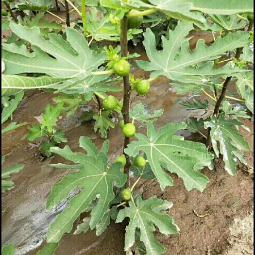 平邑县青皮无花果树苗  无花果  当年结果  包邮