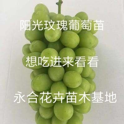 平邑县 阳光玫瑰葡萄苗，想栽就栽，好品种，还好吃，基地直销，现挖现