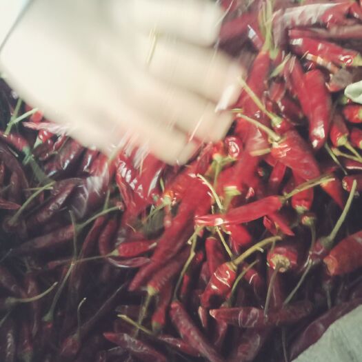 遵义 贵州辣椒