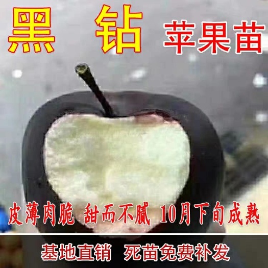 平邑县黑钻苹果树苗 黑钻苹果苗，新品种基地直销品种有保证，包成活包结果，保湿发货