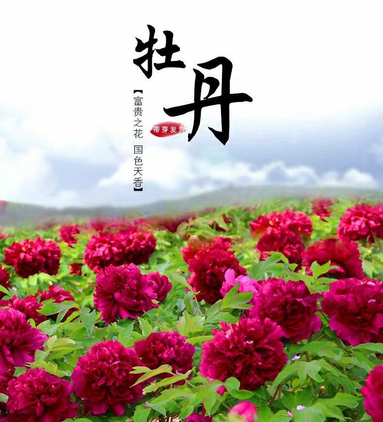  牡丹花苗，当年开花，庭院盆栽地栽均可，基地直供，保湿发货