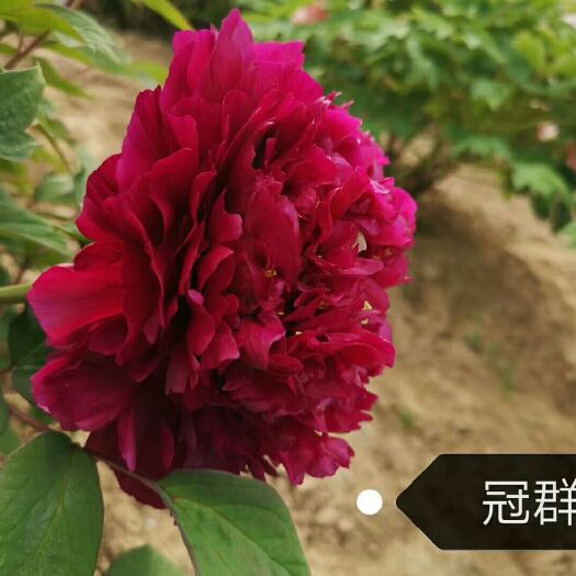 菏泽观赏牡丹 国花嫁接中
