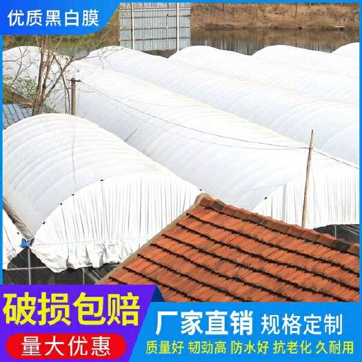 沭阳县 黑白膜养殖大棚膜食用菌膜农用膜养殖大棚膜