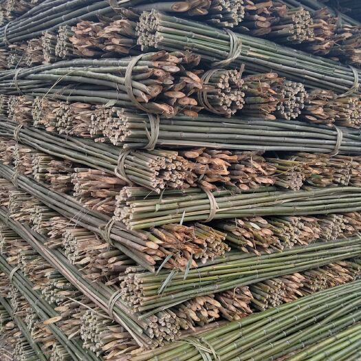 怀化黄金竹  金竹  短节竹 铁竹  菜架竹 旗杆竹质量上乘50
