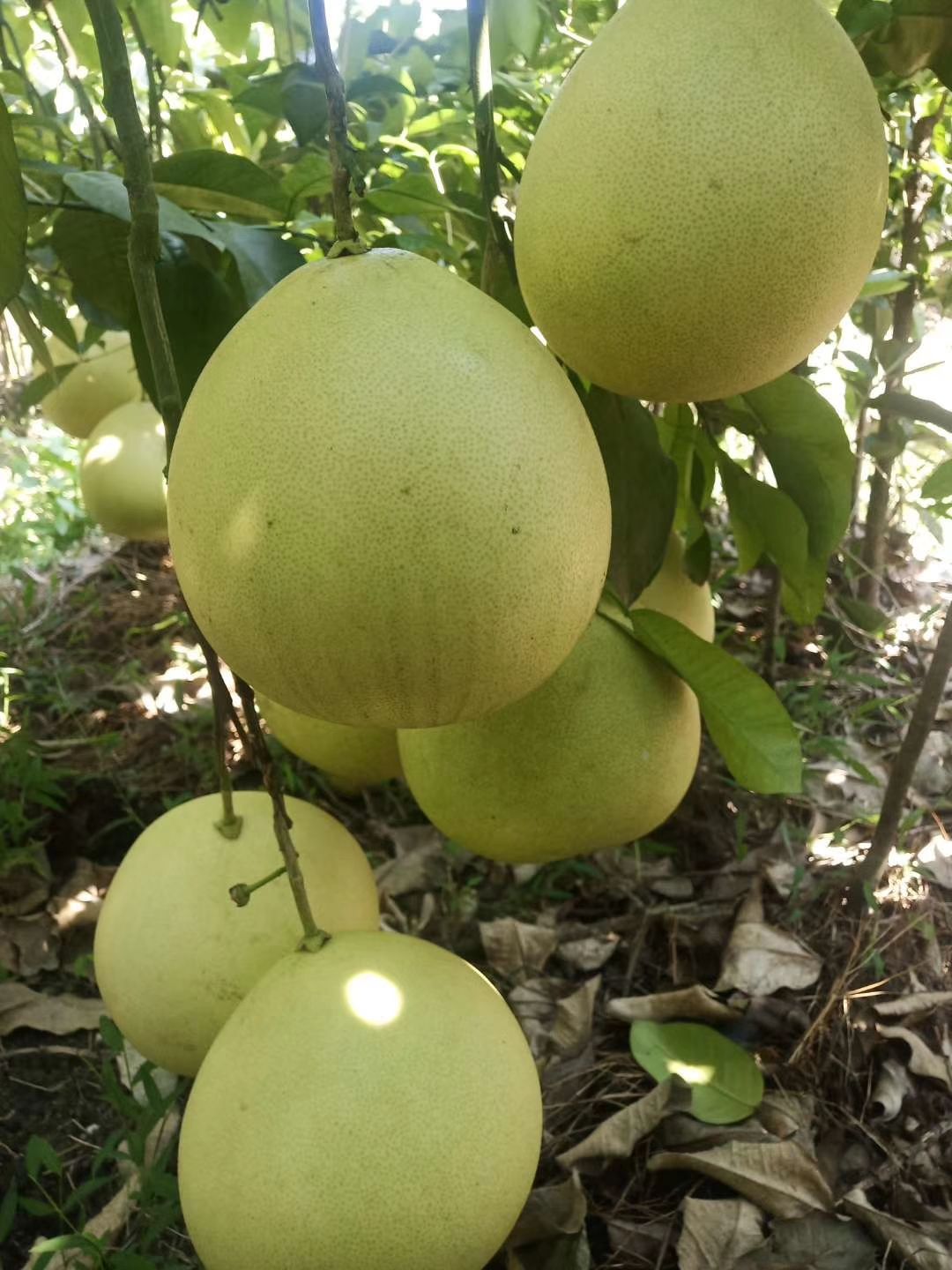 琯溪蜜柚 三斤以上 酸甜可口