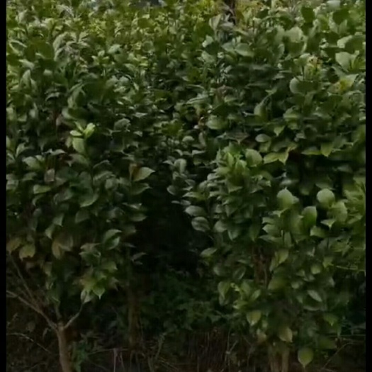 绍兴 红露珍茶花，牡丹花型，花大，花径9-12厘米，