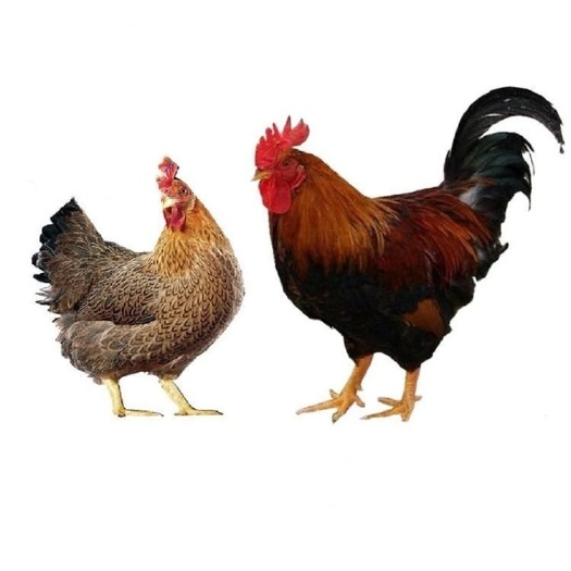 衡阳清远麻鸡苗 ，黄脚麻鸡苗 成活率高